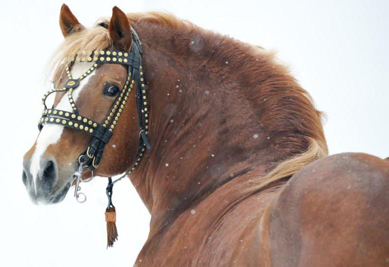 Vladimir Heavy Draft Horse pictures